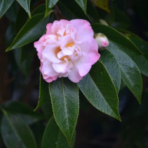 Camelia flor 1