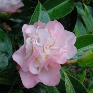 Camelia flor 2