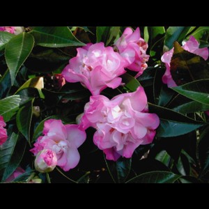 Camelia flor 3
