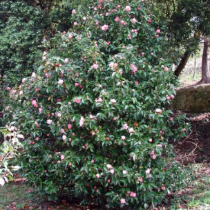 Camelia general 1