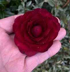 Camelia flor 2