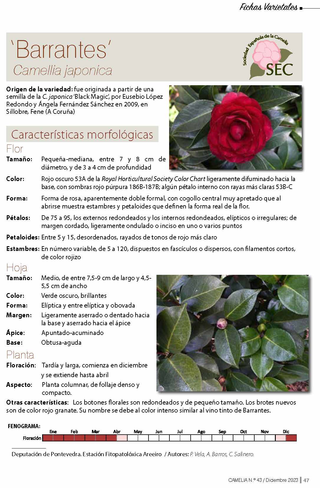 Camelia general 1
