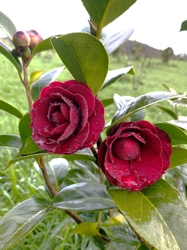 Camelia general 2