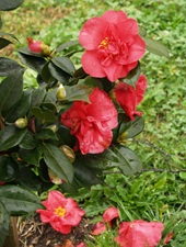 Camelia general 1