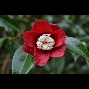 Camelia flor 1
