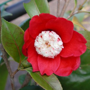 Camelia flor 2