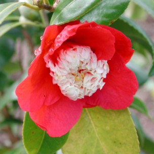 Camelia flor 3