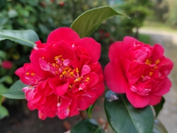 Camelia flor 2