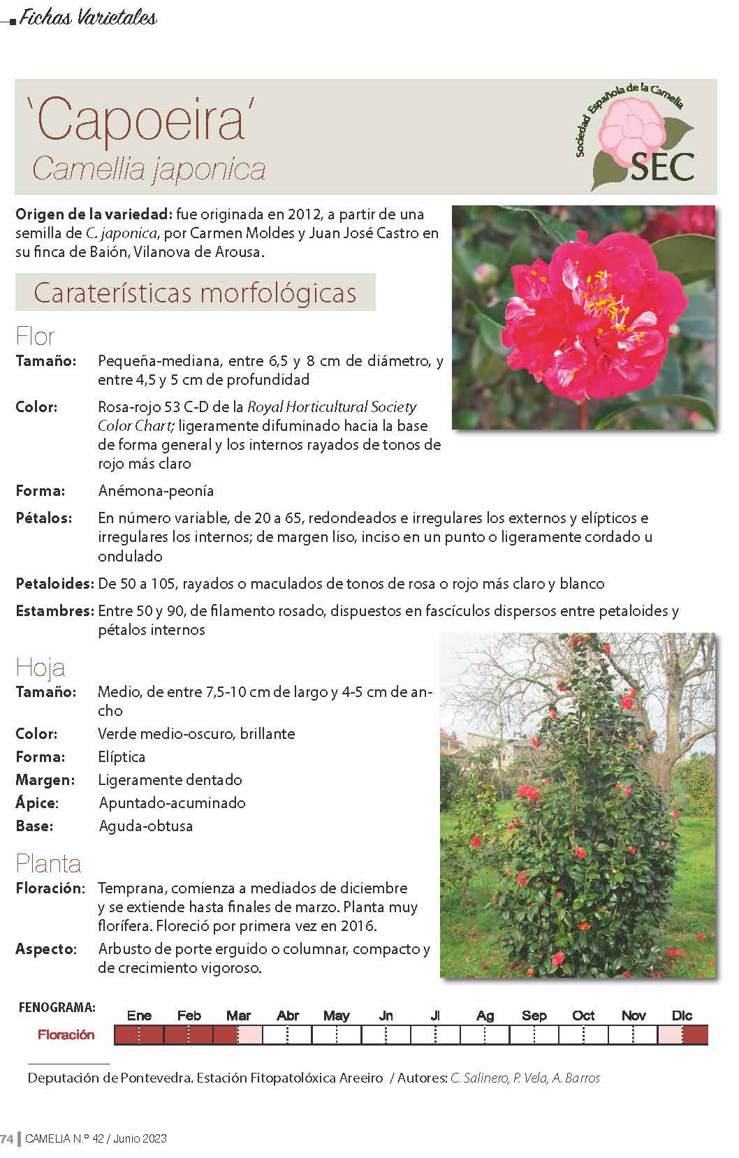 Camelia general 1