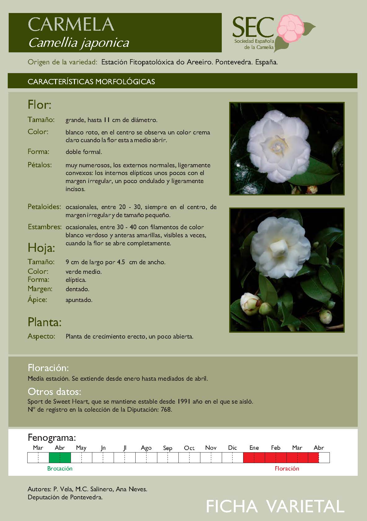 Camelia general 3