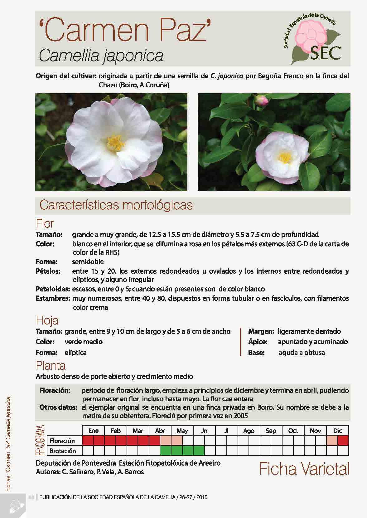 Camelia general 3
