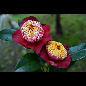 Camelia flor 3