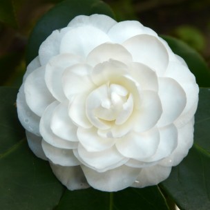 Camelia flor 1