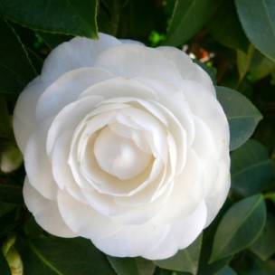 Camelia flor 2