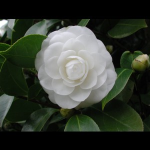 Camelia flor 3