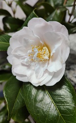 Camelia flor 1