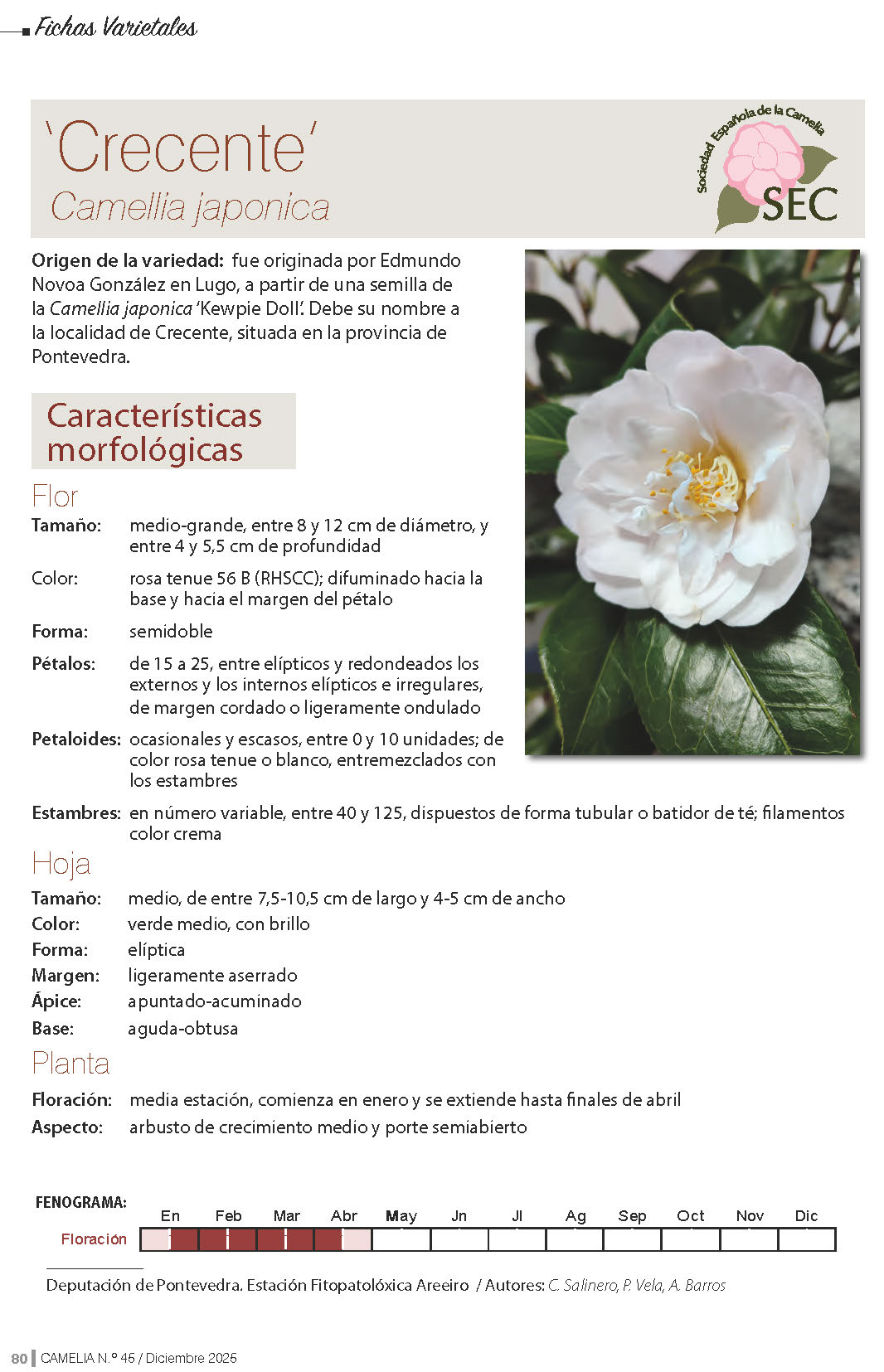 Camelia general 1