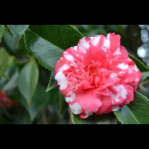 Camelia flor 1