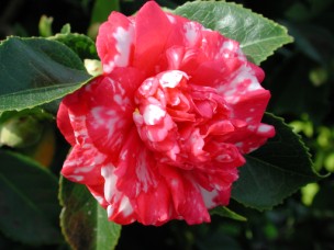 Camelia flor 2