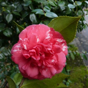 Camelia flor 3