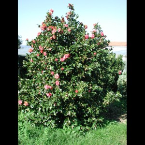 Camelia general 1