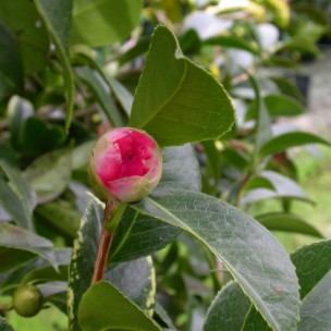 Camelia general 2