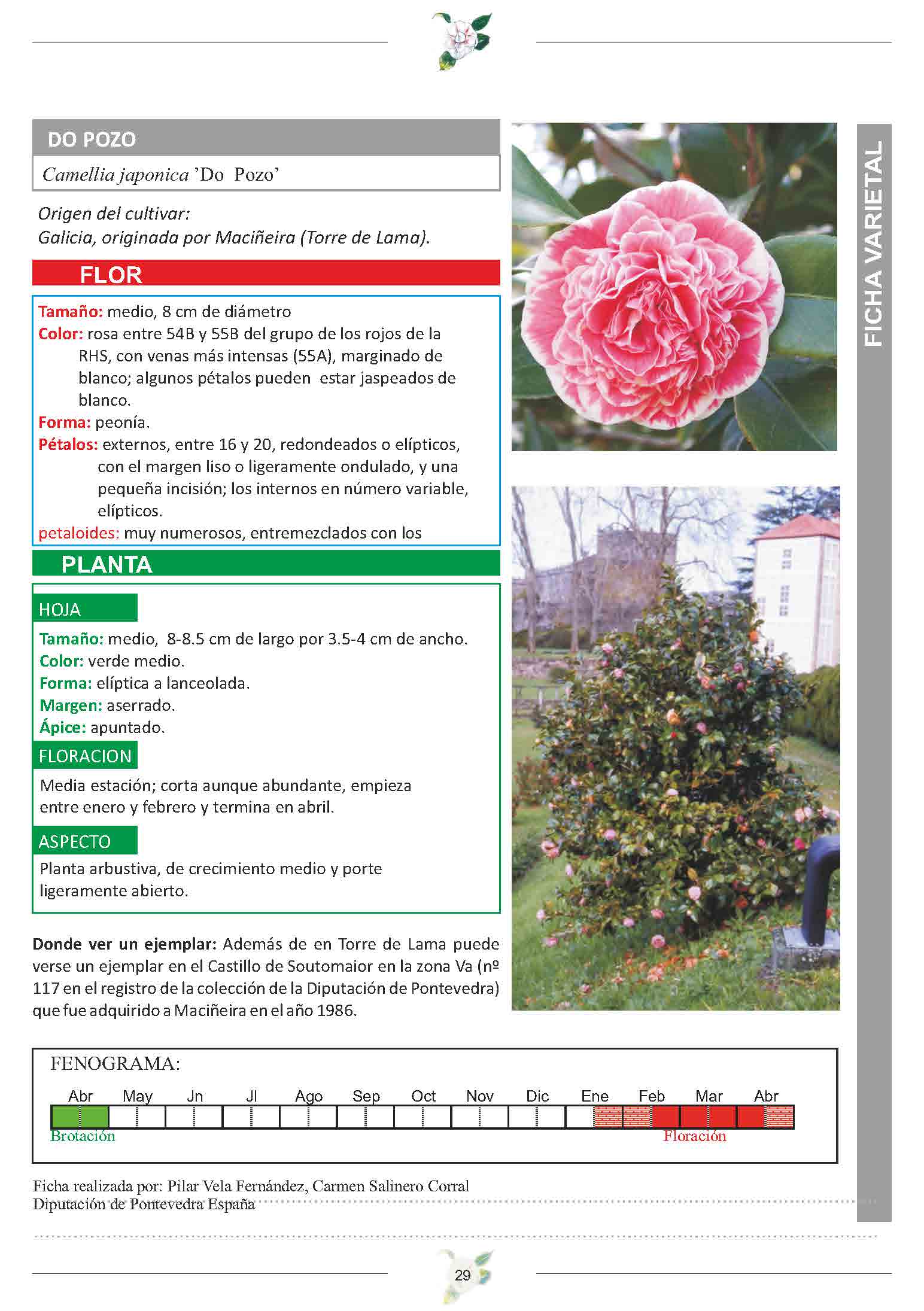 Camelia general 2