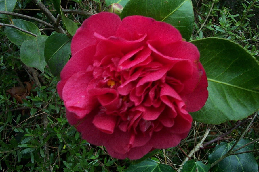 Camelia flor 1