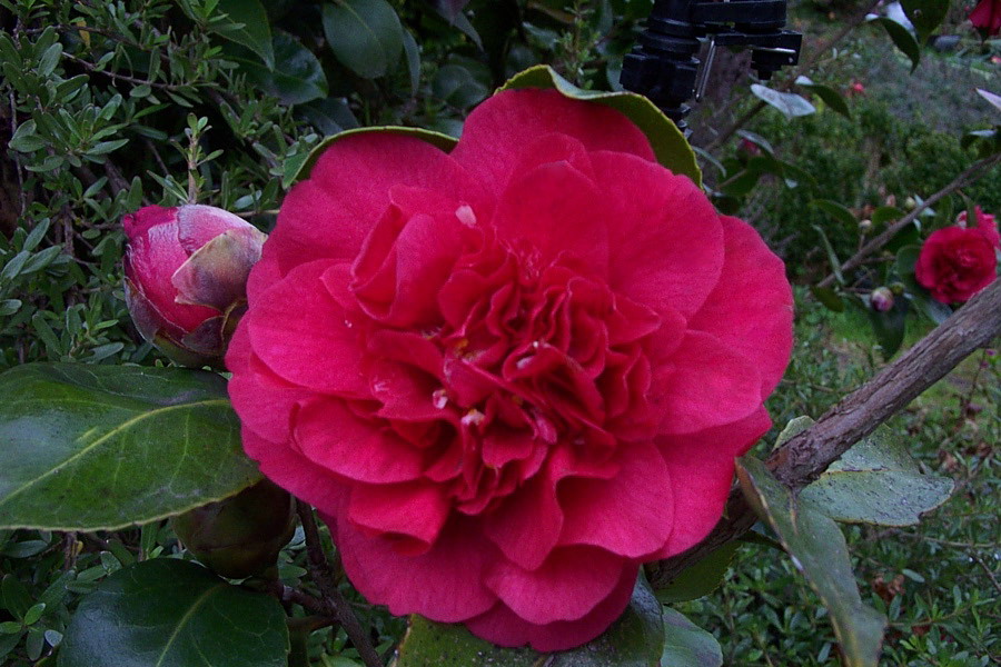 Camelia flor 2