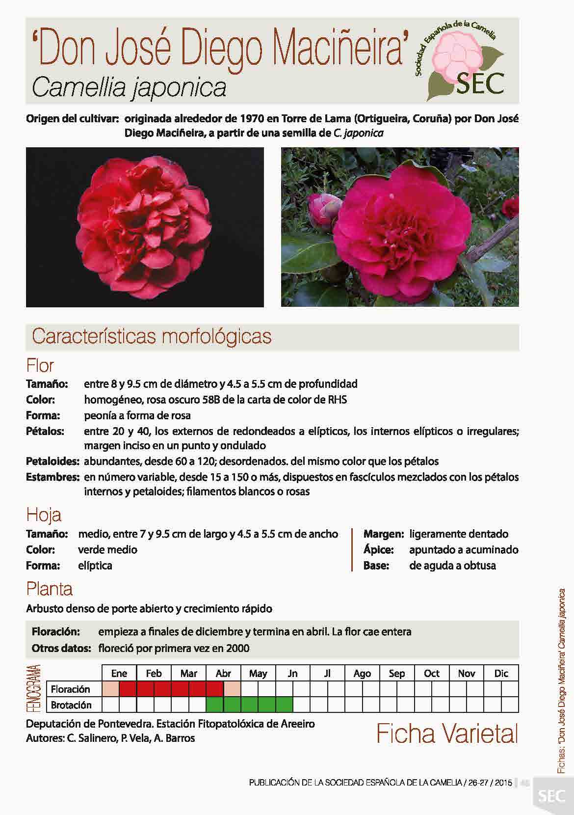Camelia general 1