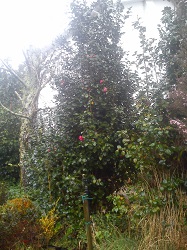 Camelia general 2