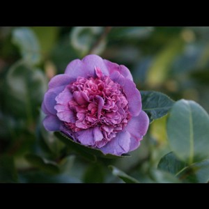 Camelia flor 1