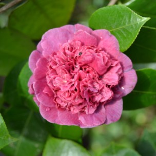 Camelia flor 3