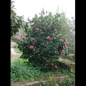 Camelia general 1