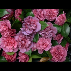Camelia general 3
