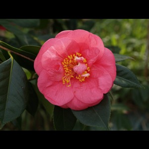 Camelia flor 1