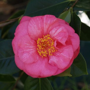 Camelia flor 2