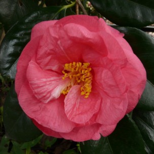 Camelia flor 3