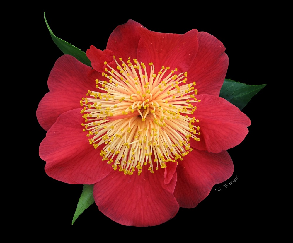 Camelia flor 1