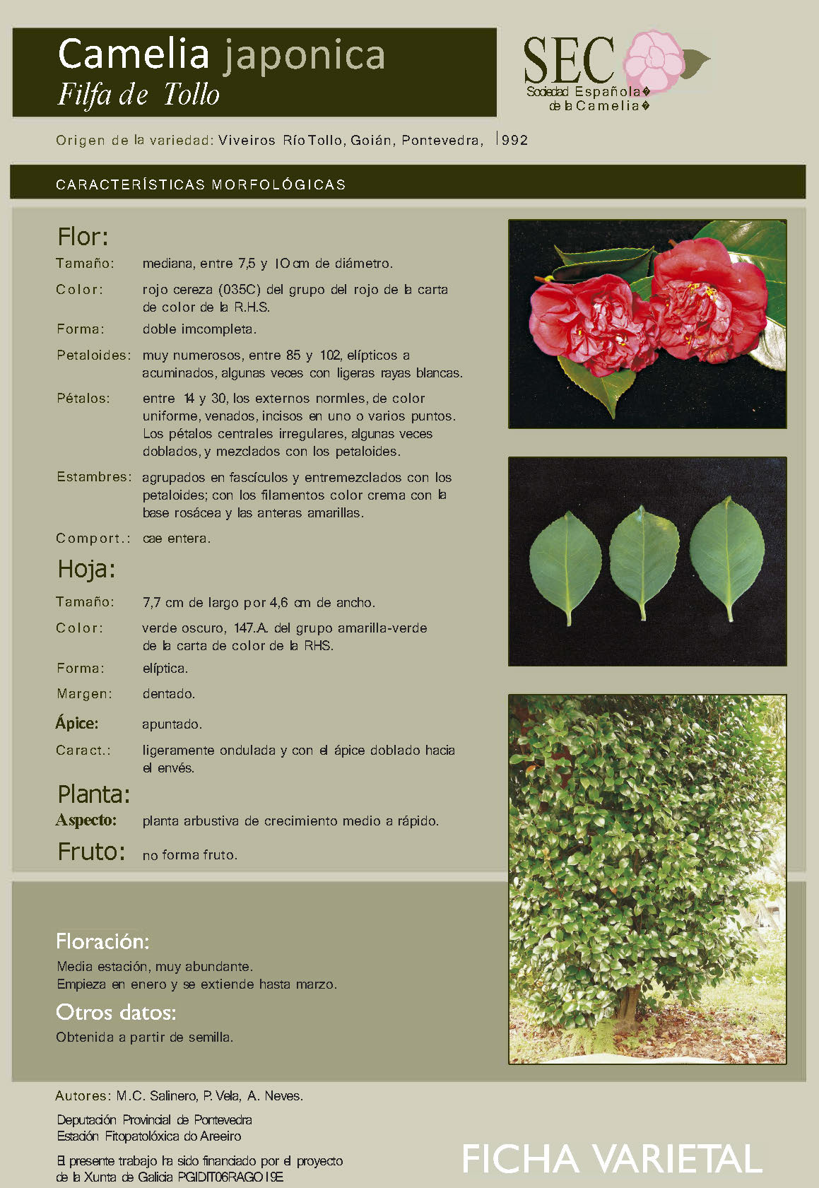 Camelia general 2