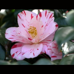 Camelia flor 1