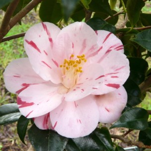 Camelia flor 2