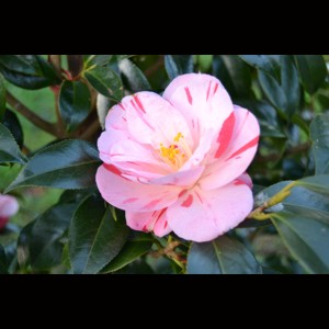 Camelia flor 3