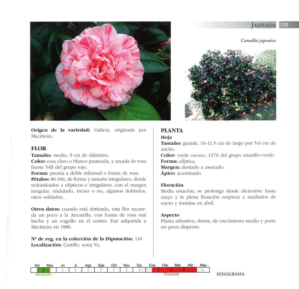 Camelia general 1