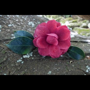 Camelia flor 1