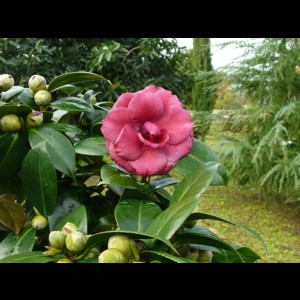 Camelia flor 1