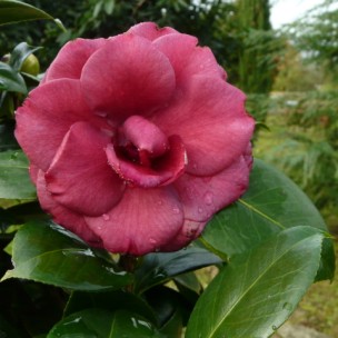 Camelia flor 2