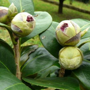 Camelia general 1
