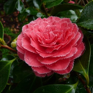 Camelia flor 1