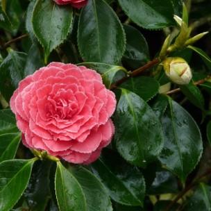 Camelia flor 2
